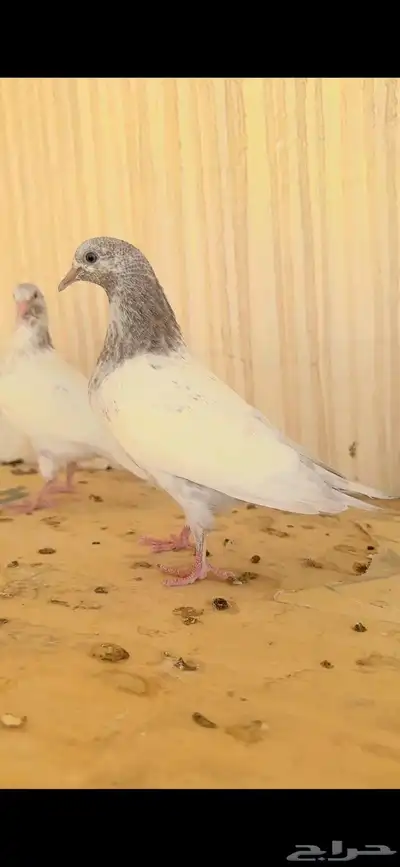حمام بكستاني 0
