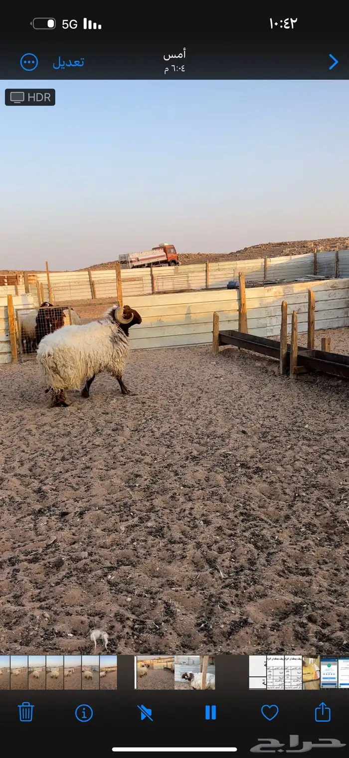 فحول نعيم العدد 2 شرط القريع والنسف 4