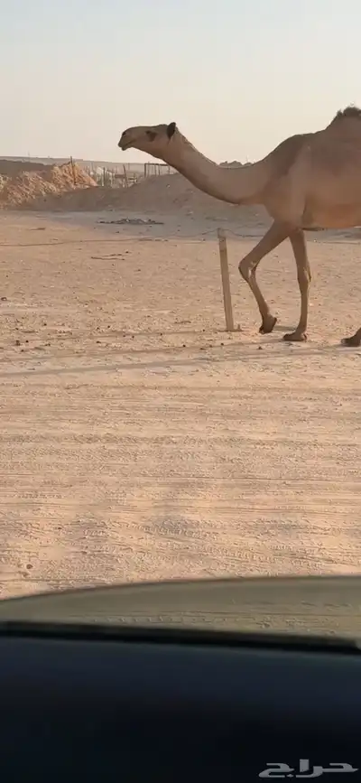 بكره للبيع 1