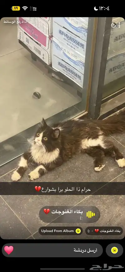 قط للتبني 0