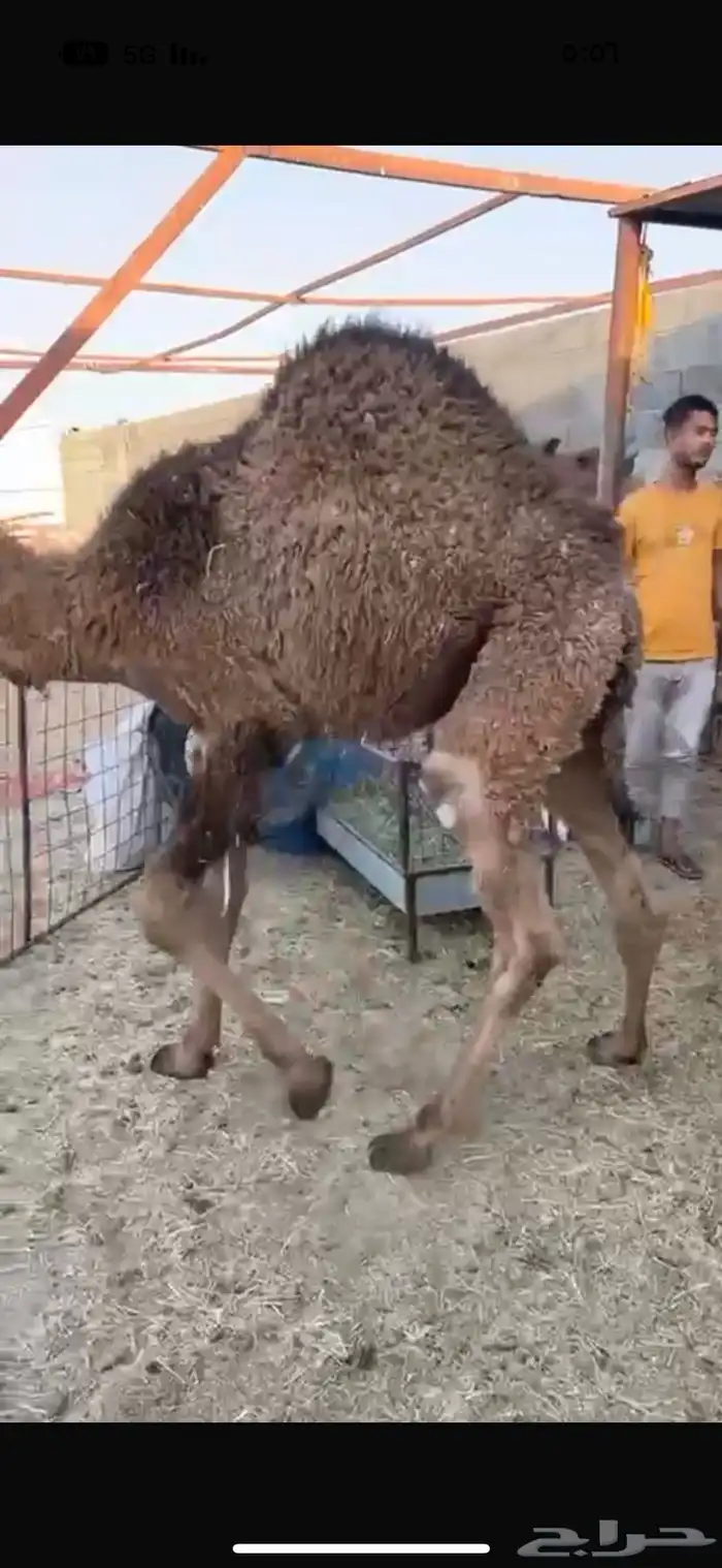 قعدان فواخر 0