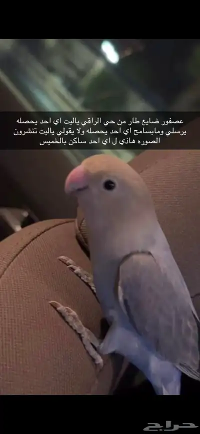 عصفوري ضايع 0