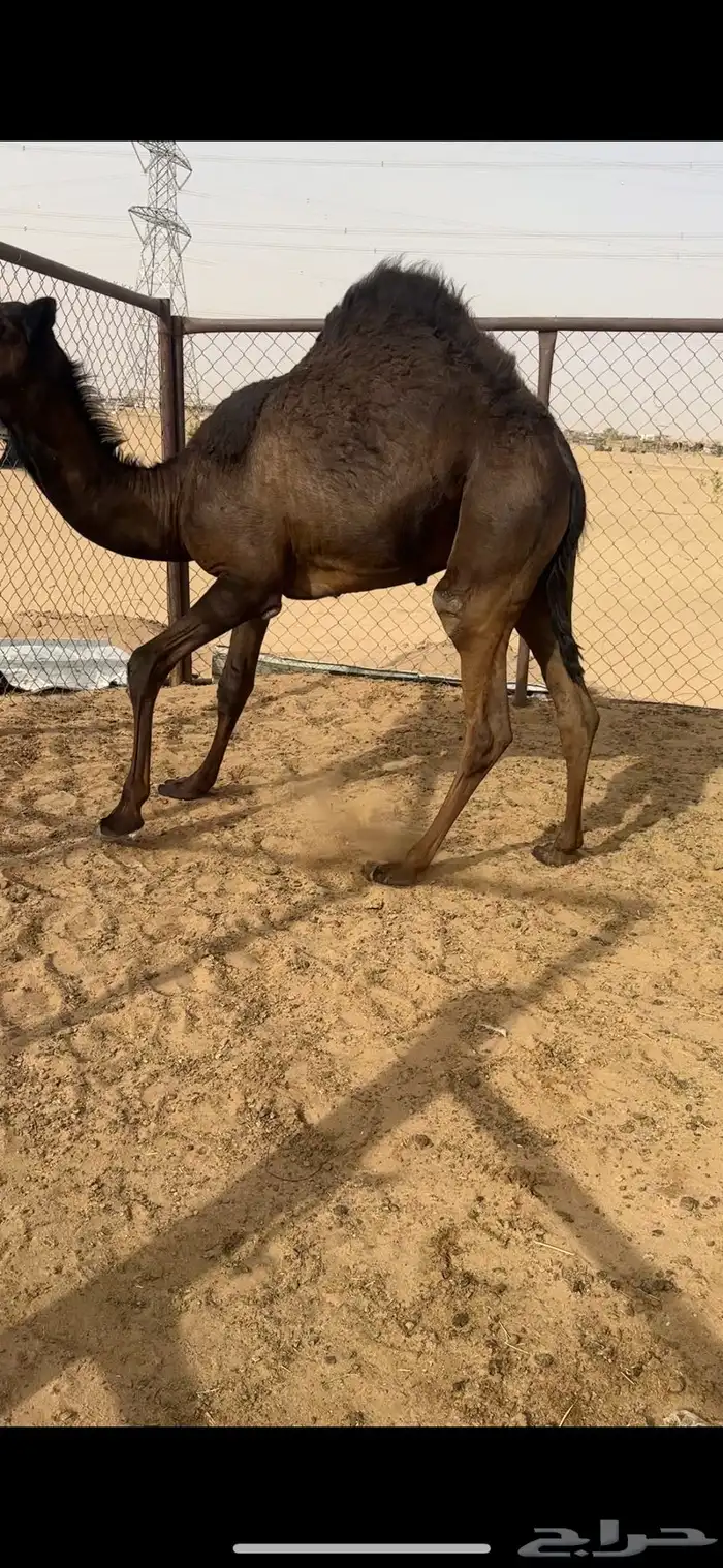 قعود كفووو للبيع رقم الجوآل 0