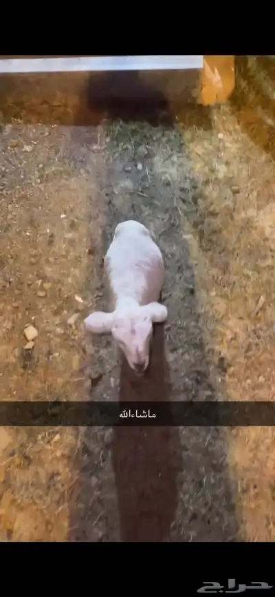 خروف عمره شهر وكم يوم اليف 1