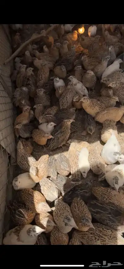 سمان للبيع 4