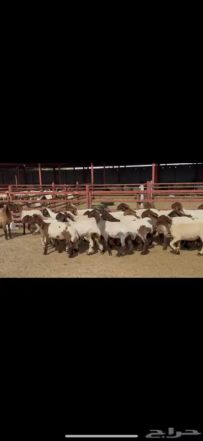 جذعات نعيم فاخره ط 2