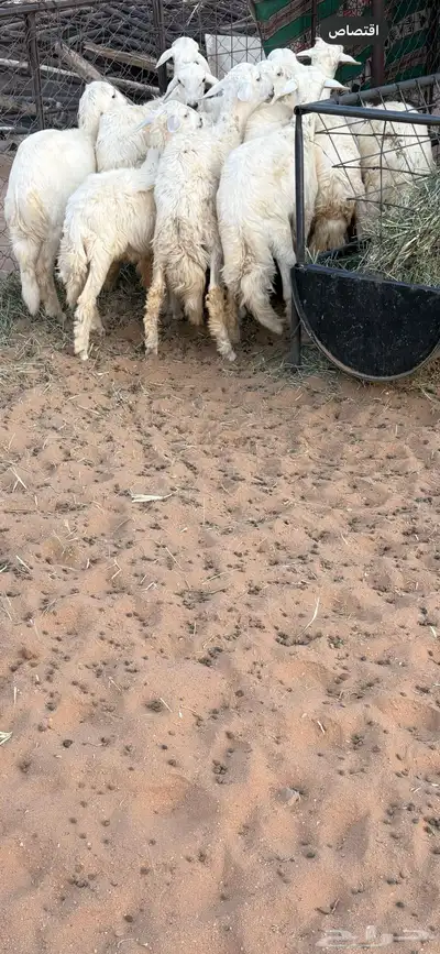بهم للبيع 0