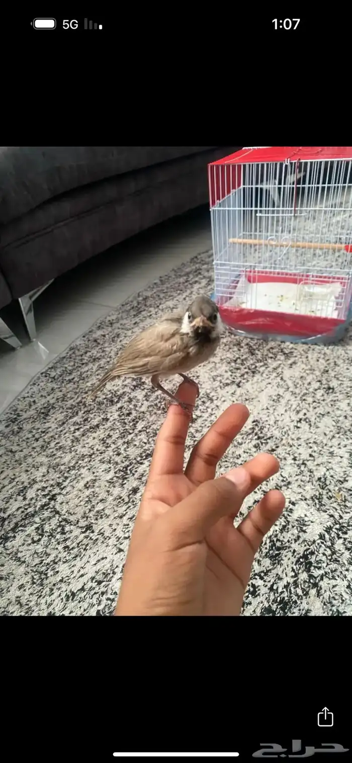 بلبيل تربيه بلبول 3