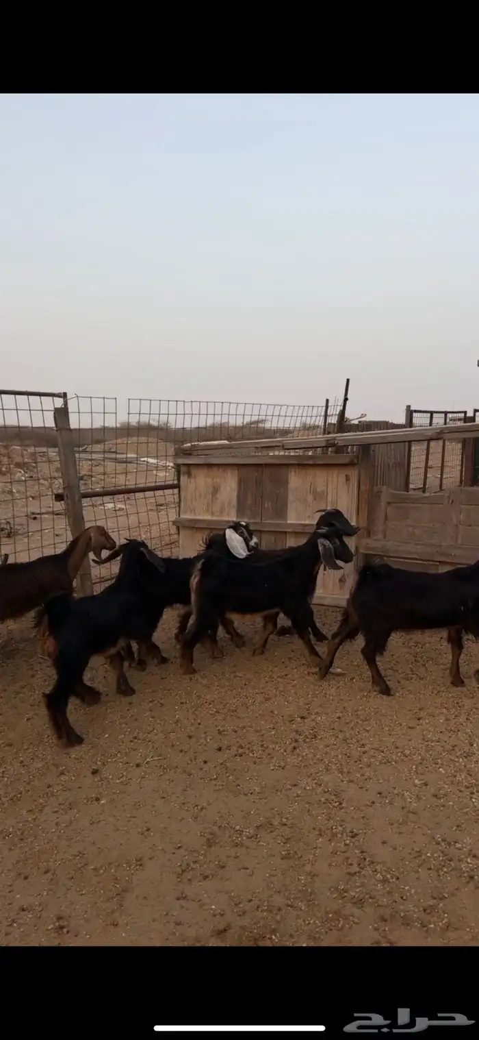 تيوس طيبة 0