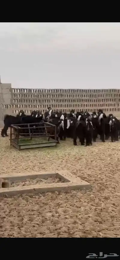 تيوس عوارض للبيع 2
