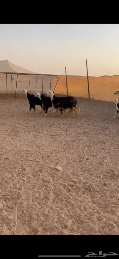 نجد صنف كفو((( تم البييع الله يبارك للجميع )) 3
