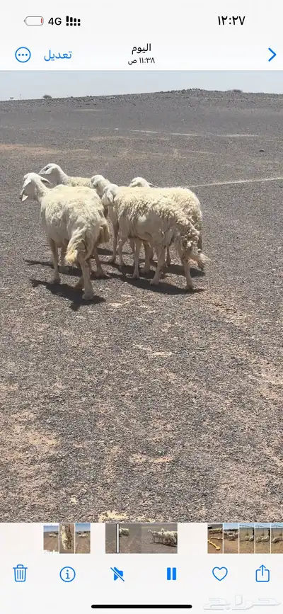 ثنتين مولد علا واحد وربع مضاريع 2