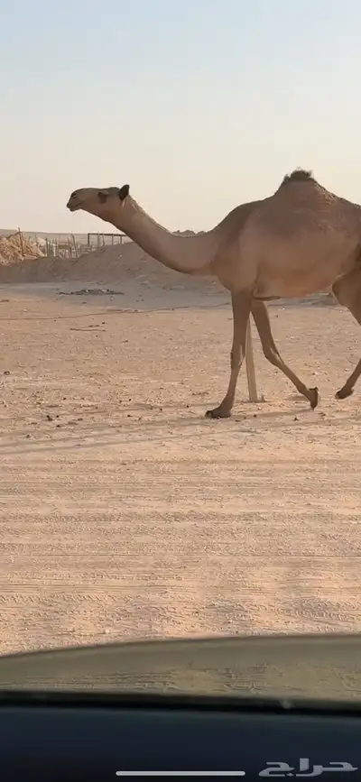 بكره للبيع 2