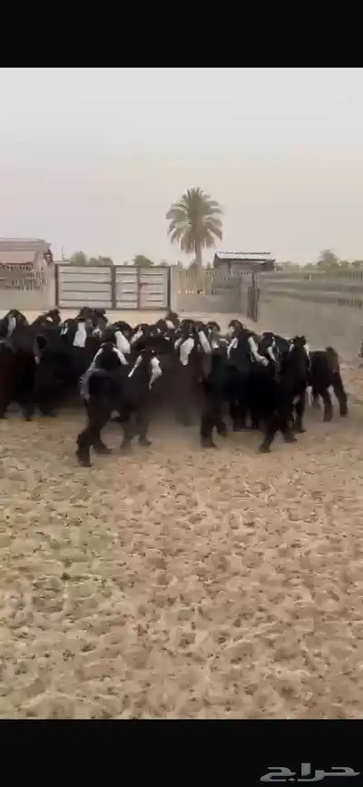 تيوس عوارض للبيع 0