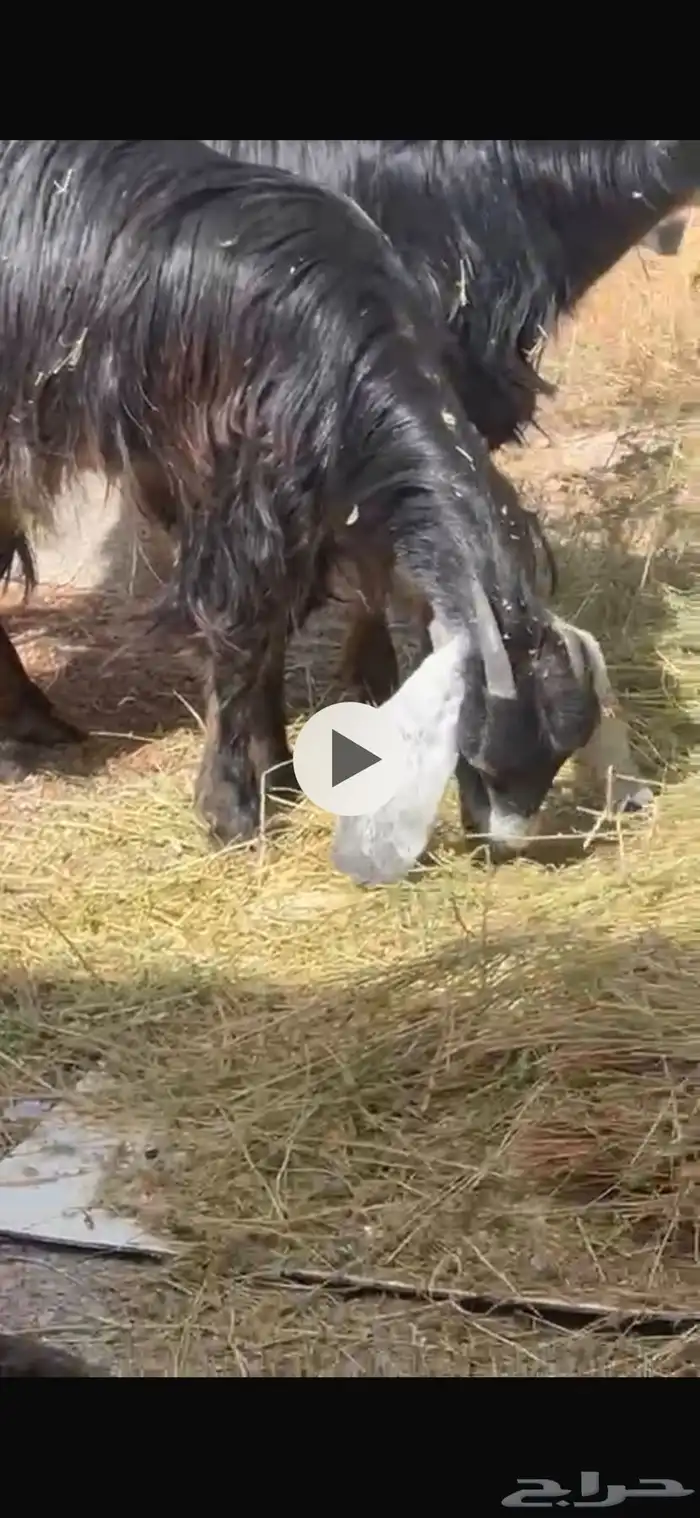 ماعز عدد 5 بعضهن مضرع 2