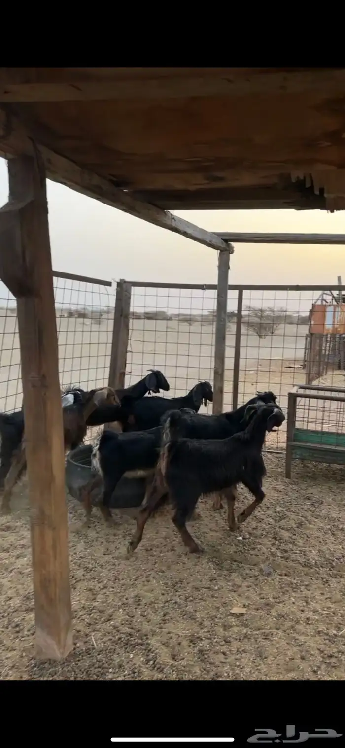 تيوس طيبة 1