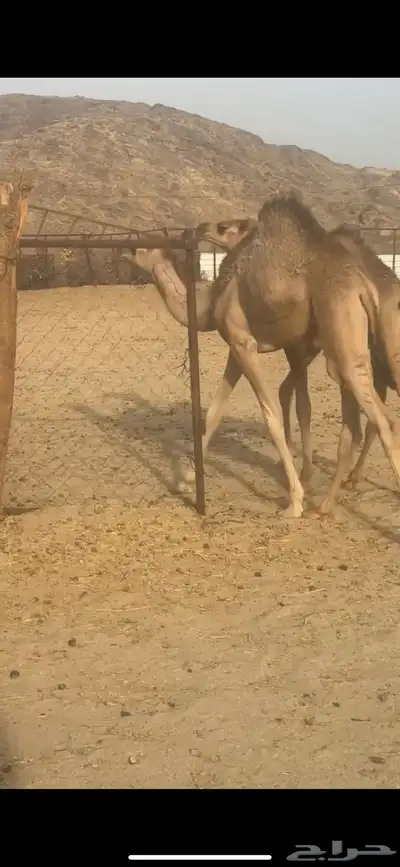 قعدان لبانيه على الحليب من مراحي 3