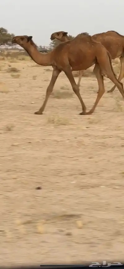 للبيع. البكره الكفو 0
