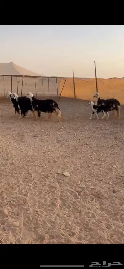 نجد صنف كفو((( تم البييع الله يبارك للجميع )) 0