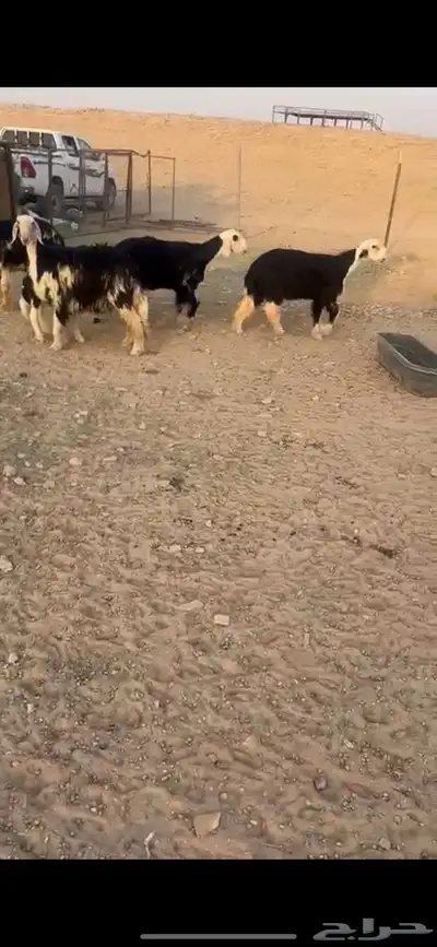 نجد صنف كفو((( تم البييع الله يبارك للجميع )) 6