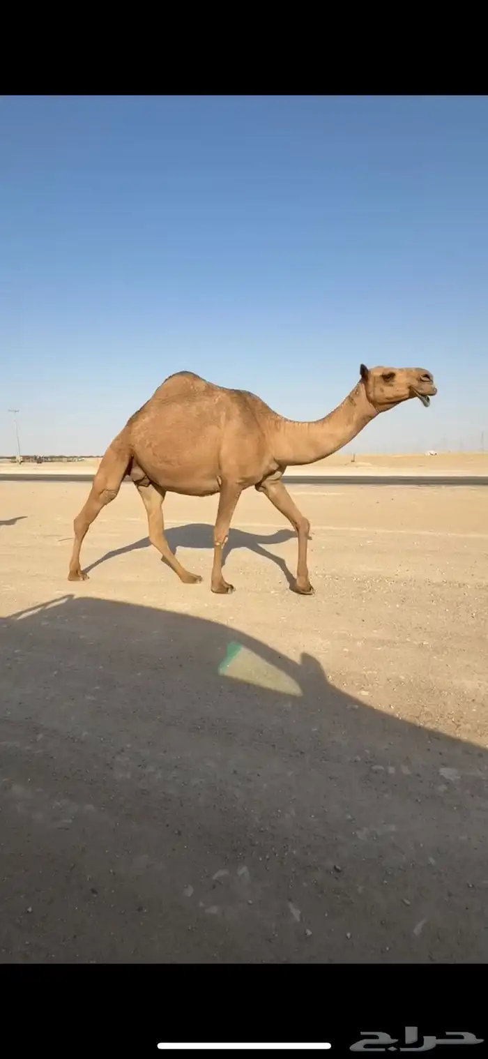 شعلا كفو لقحه لها 7 شهور 0