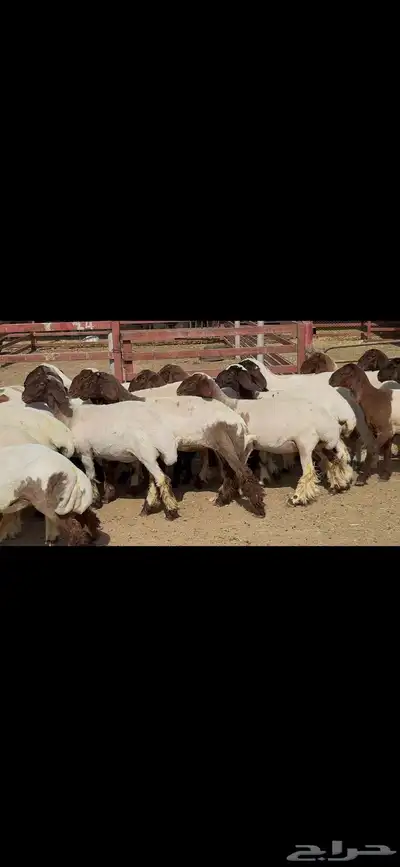 جذعات نعيم فاخره ط 14