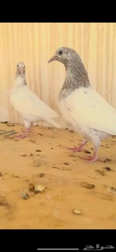 حمام بكستاني 1