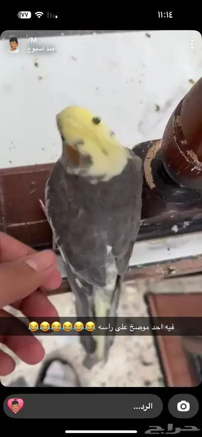 كروان ضايع 1