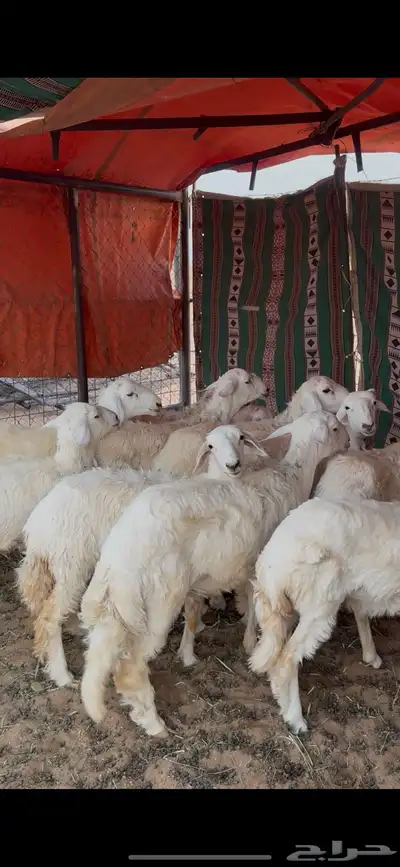 بهم للبيع 1