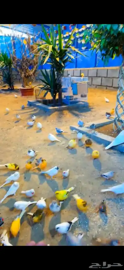 محمية طيور 21