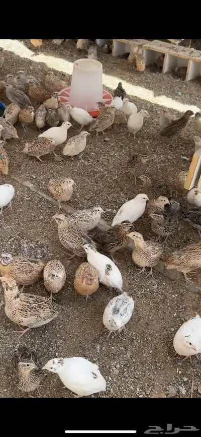 سمان للبيع 5