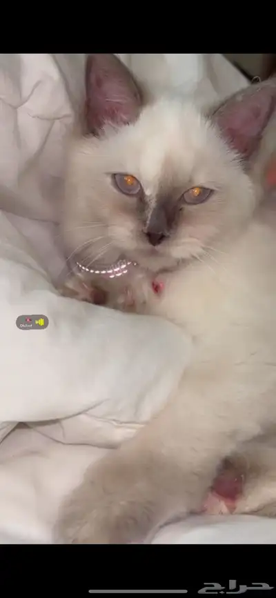 قطه هملايا 1