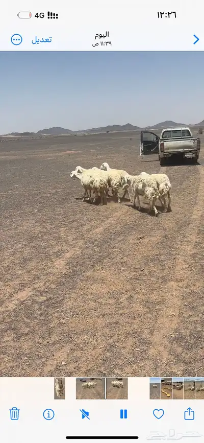 ثنتين مولد علا واحد وربع مضاريع 1