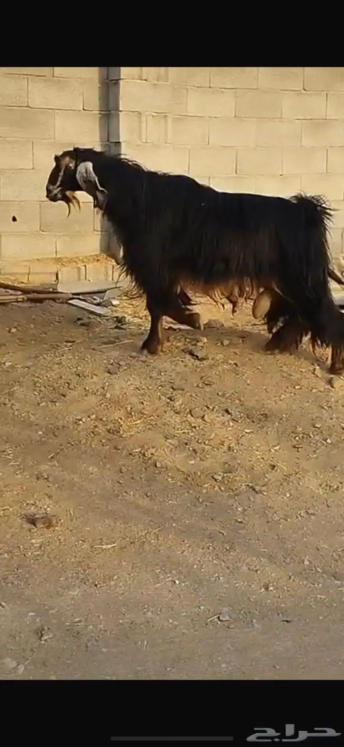 تيس فحل اجم سديس تم البيع 0