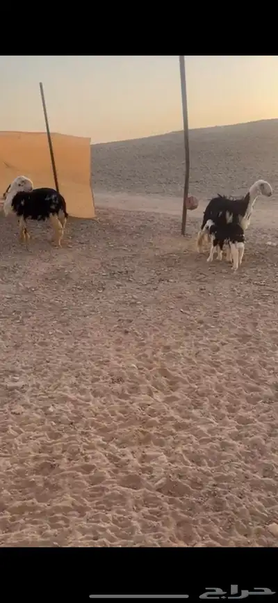 نجد صنف كفو((( تم البييع الله يبارك للجميع )) 4