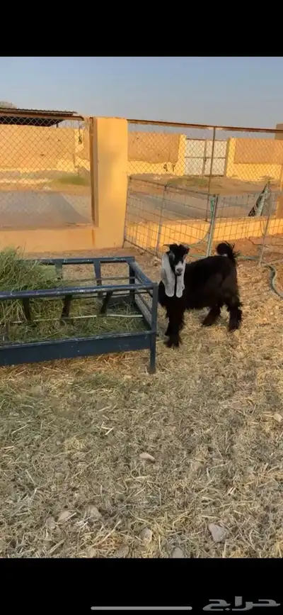 تيس عارضي 3