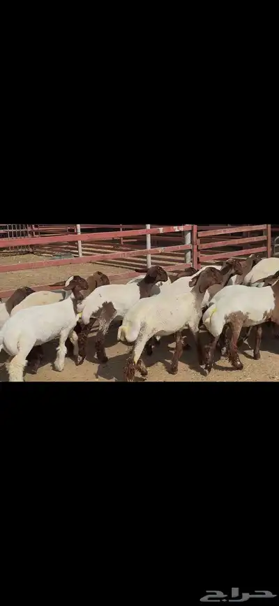 جذعات نعيم فاخره ط 7