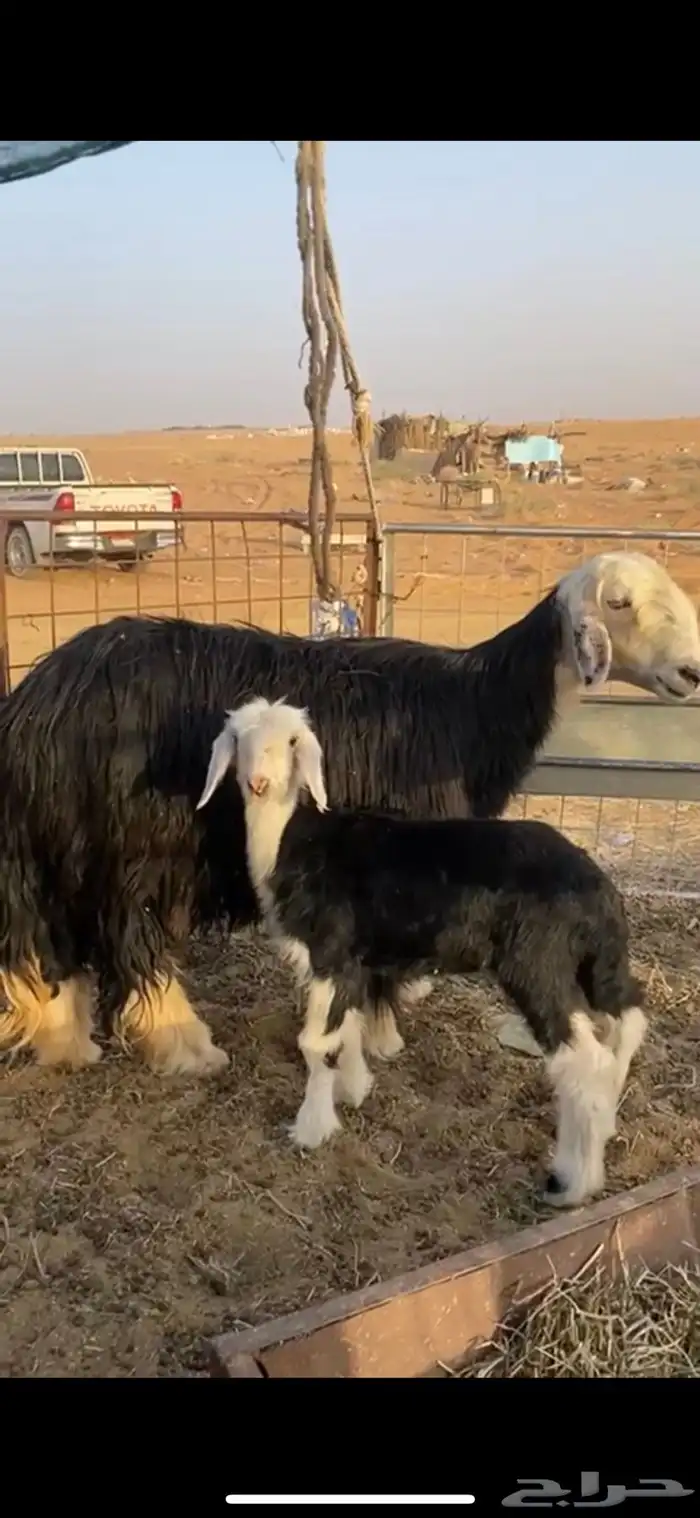 نجدية رباع والد 2