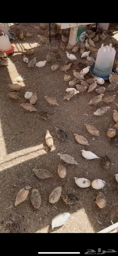 سمان للبيع 2