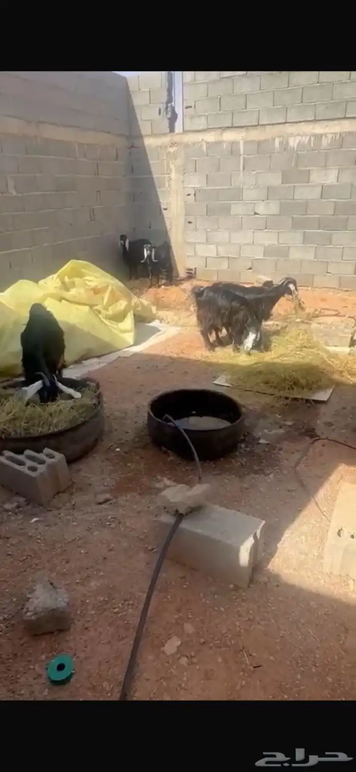 ماعز عدد 5 بعضهن مضرع 4