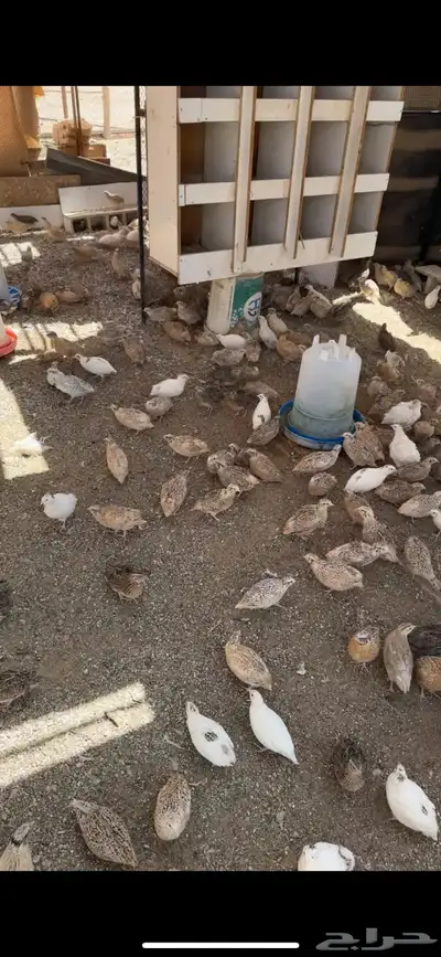 سمان للبيع 3