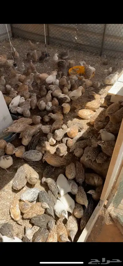 سمان للبيع 6