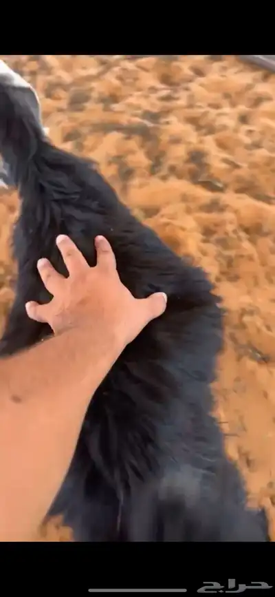 تيس عارضي 4