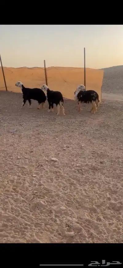 نجد صنف كفو((( تم البييع الله يبارك للجميع )) 1