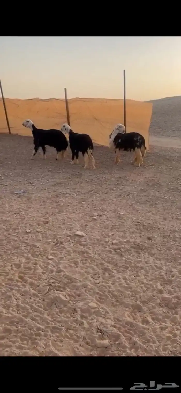 نجد صنف كفو((( تم البييع الله يبارك للجميع )) 1