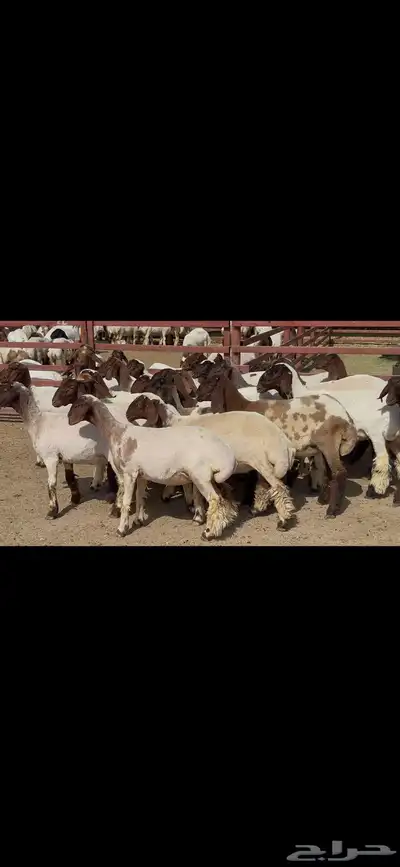 جذعات نعيم فاخره ط 8