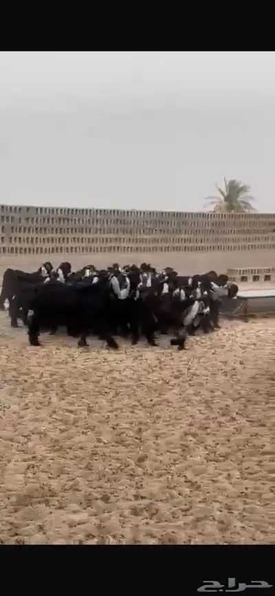 تيوس عوارض للبيع 1