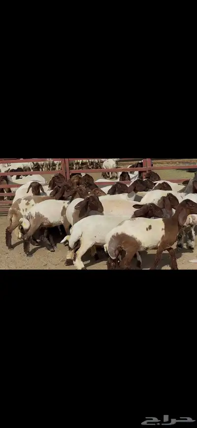 جذعات نعيم فاخره ط 3