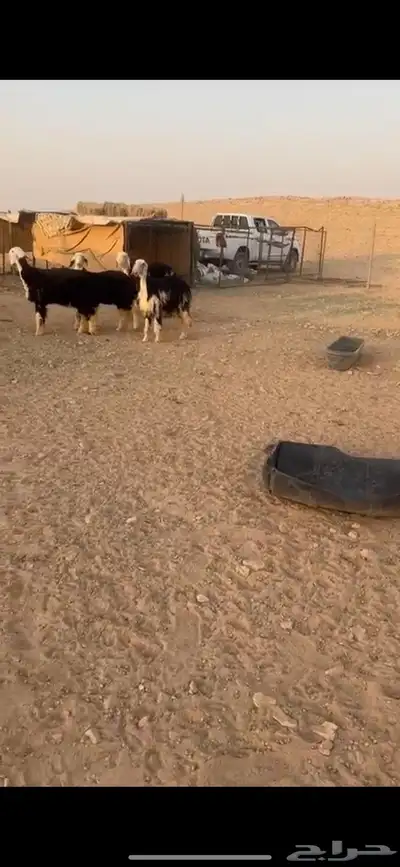نجد صنف كفو((( تم البييع الله يبارك للجميع )) 7