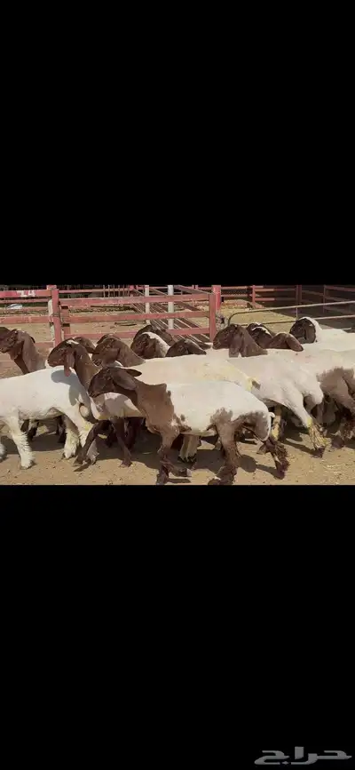 جذعات نعيم فاخره ط 12